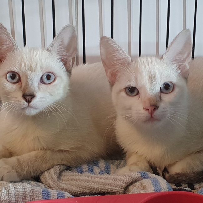Tootsya - Chat Européen à adopter