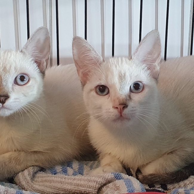 Tootsye - Chat Européen à adopter