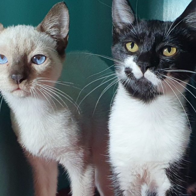 Gerry - Chat Européen à adopter