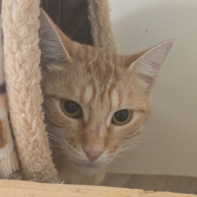 Kinder - Chat Européen à adopter
