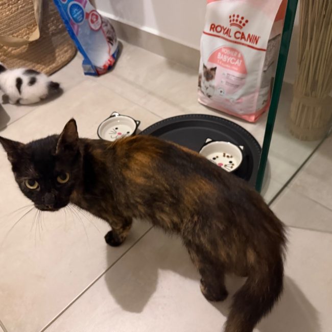 Bavella - Chat à adopter