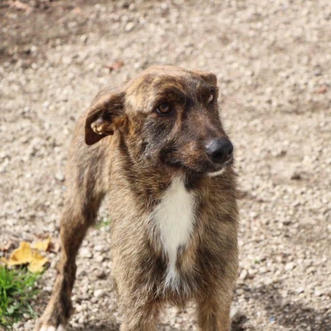 Juno - Chien Croisé x Podengo portugais à adopter