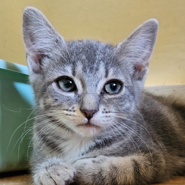 Akhara - Chat Européen à adopter