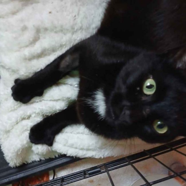 Moon - Chat Européen à adopter