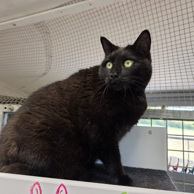 Bagheera - Chat Européen à adopter