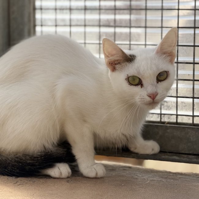 Flocon - Chat Européen à adopter