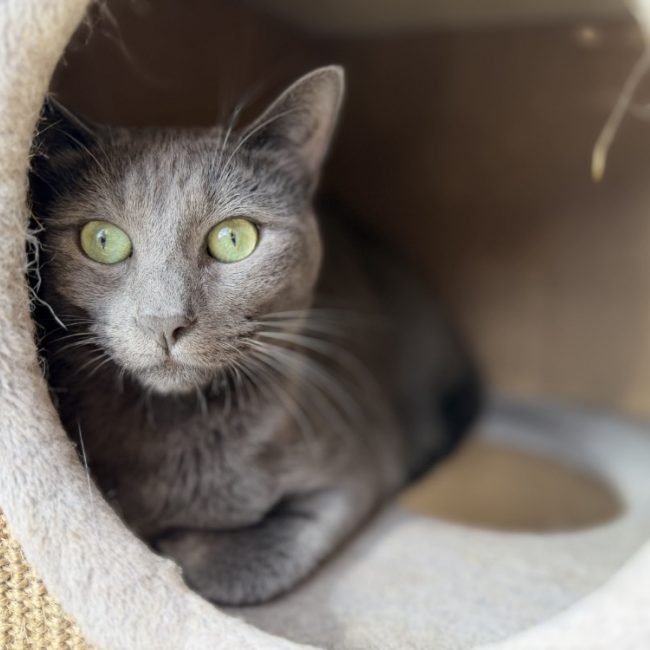 Blue - Chat Européen à adopter
