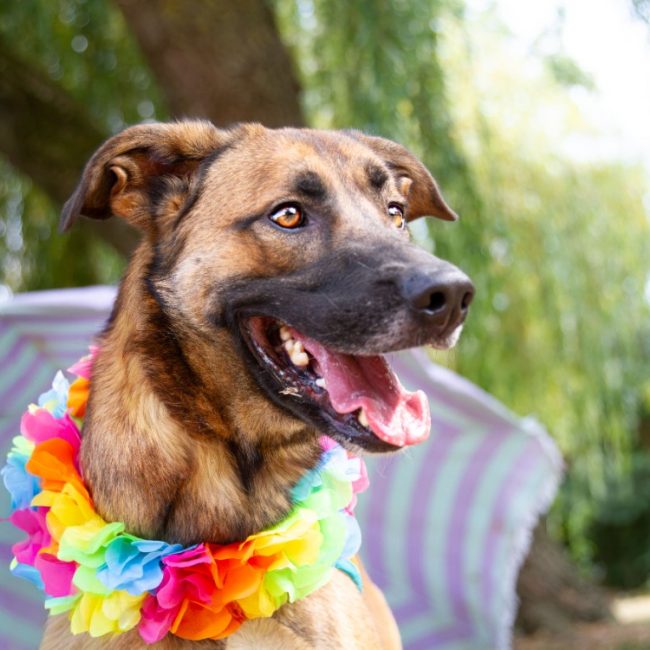 Rocky - Chien à adopter