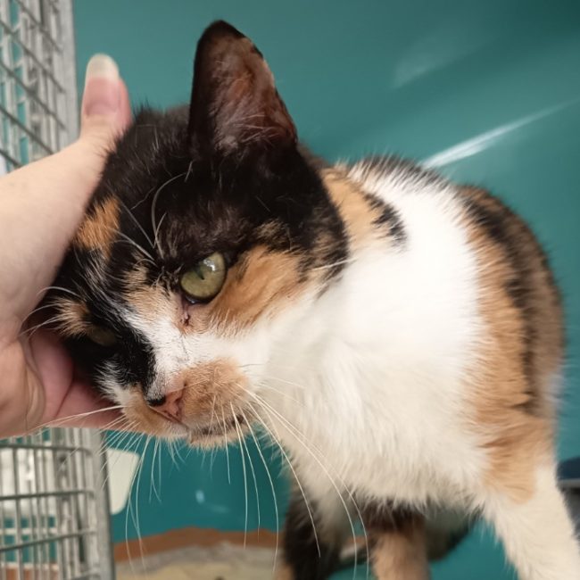 Scara - Chat Européen à adopter
