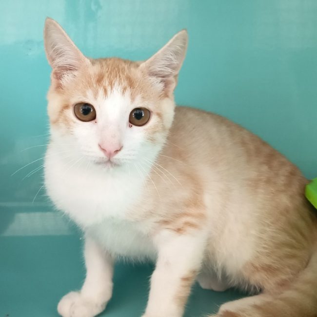 Sabouyou - Chat Européen à adopter