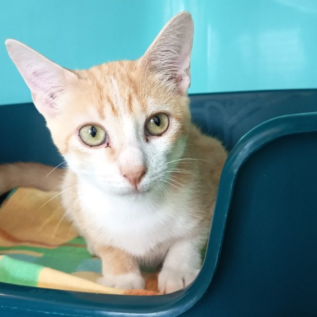 Nexus - Chat Européen à adopter