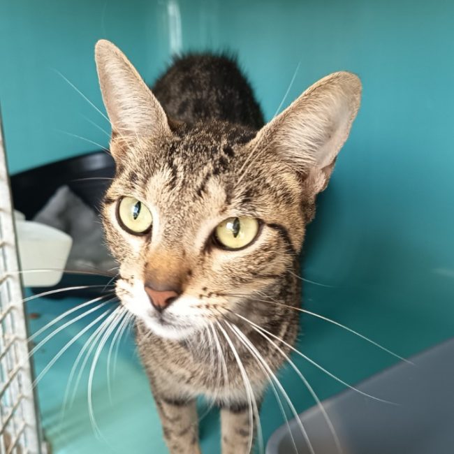 Pantera - Chat Européen à adopter