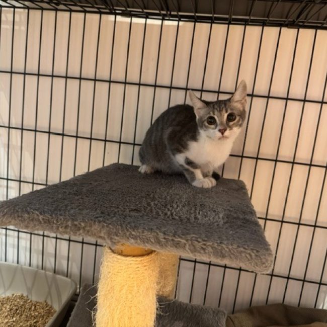 Jade - Chat Européen à adopter