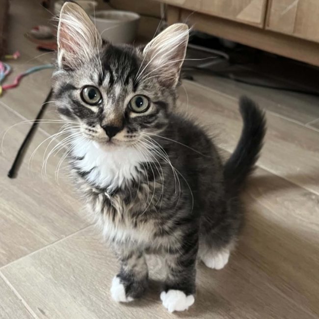 Yanis - Chat Européen à adopter