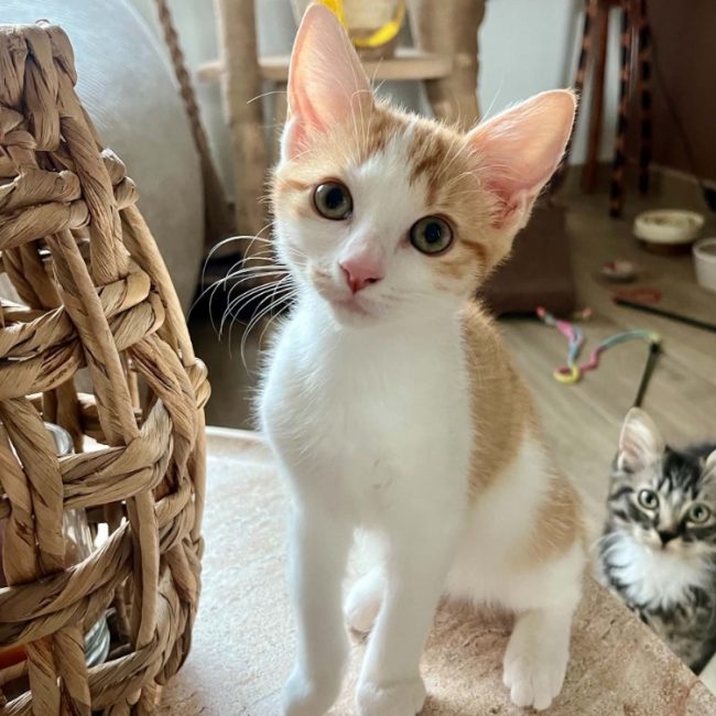 Yousri - Chat Européen à adopter