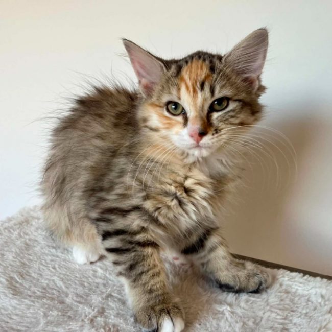 Youmna - Chat Européen à adopter