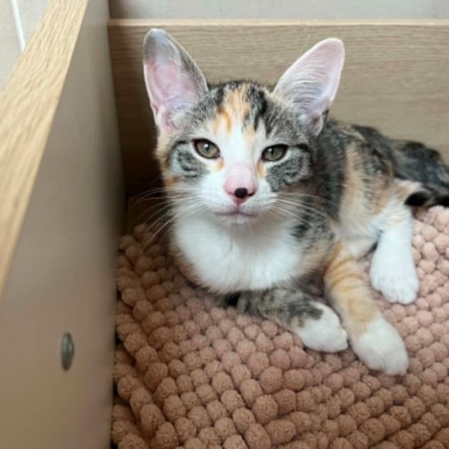 Yamina - Chat Européen à adopter