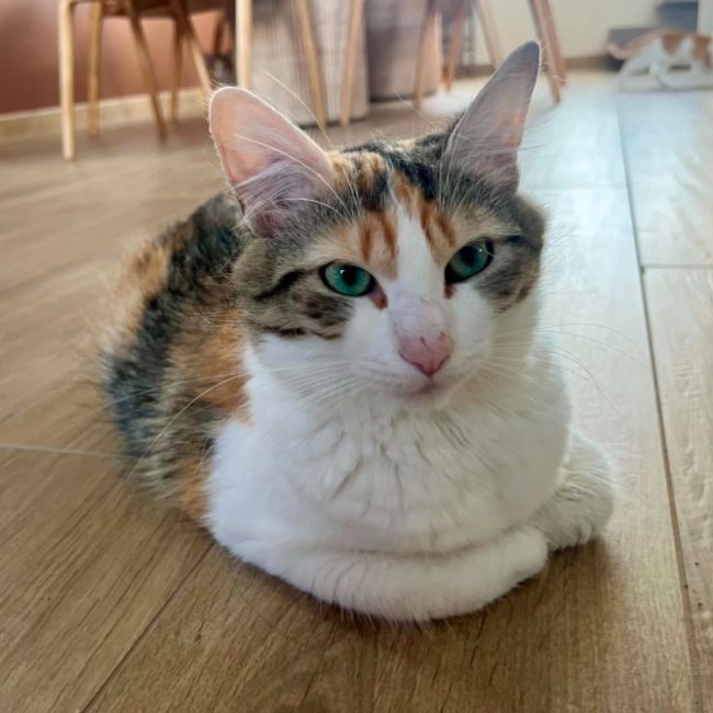 Alya - Chat Européen à adopter