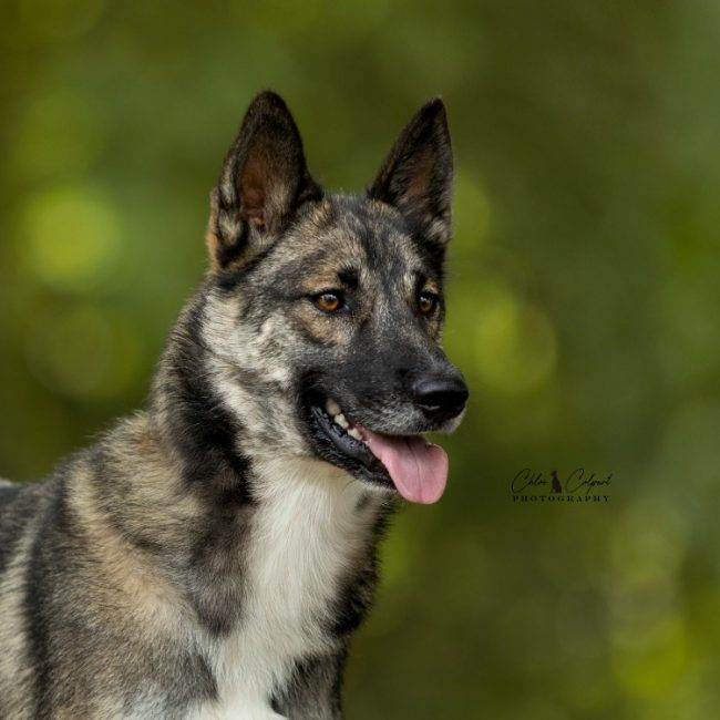 Luna - Chien à adopter