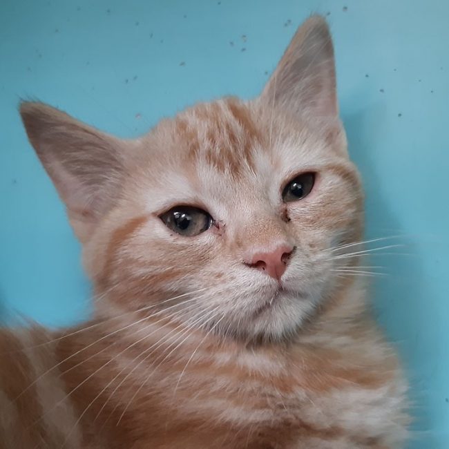 Rickie - Chat Européen à adopter