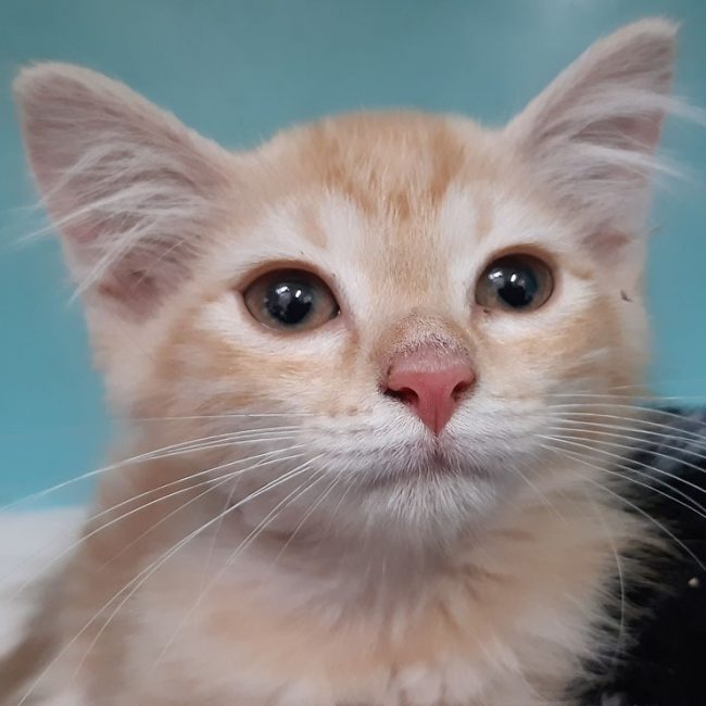 Raquette - Chat Européen à adopter