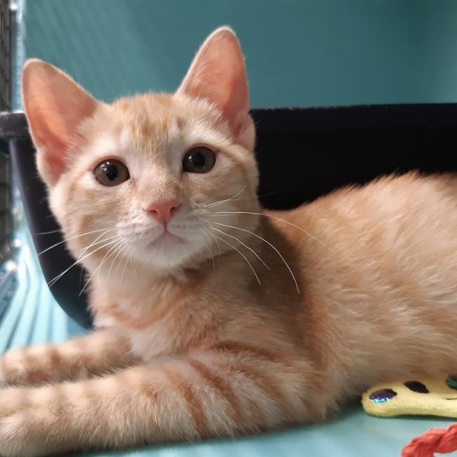 Rikiki - Chat Européen à adopter