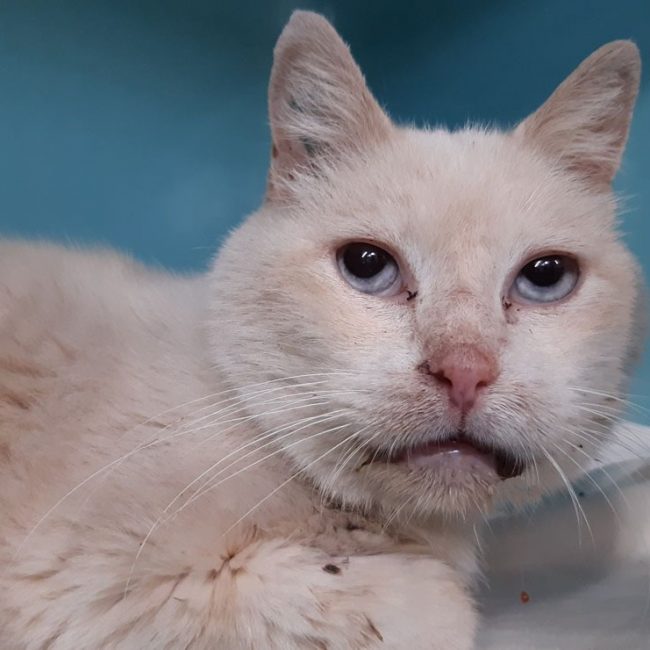 Pepin - Chat Européen à adopter