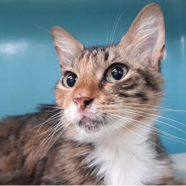 Juliette - Chat Européen à adopter