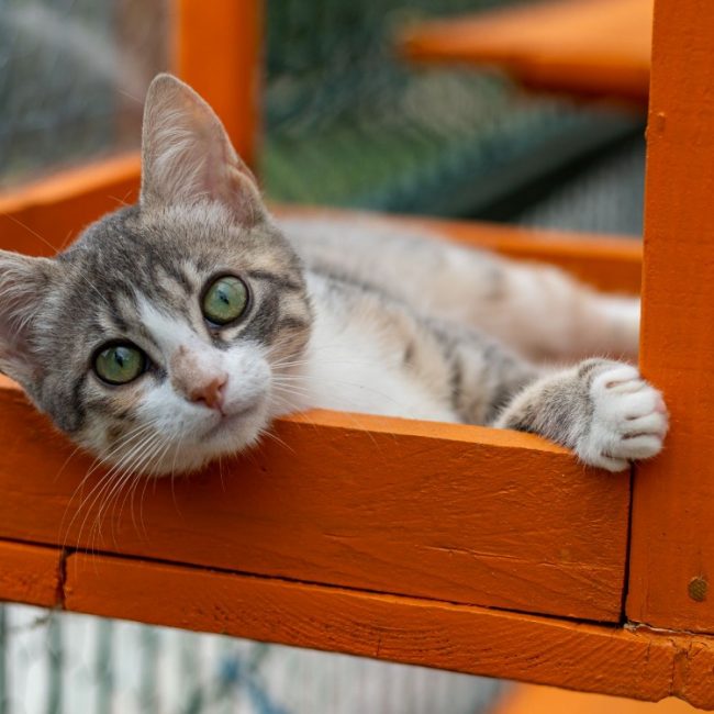 Boréale - Chat Européen à adopter