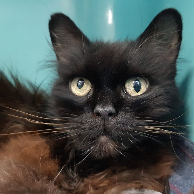 Navara - Chat Européen à adopter