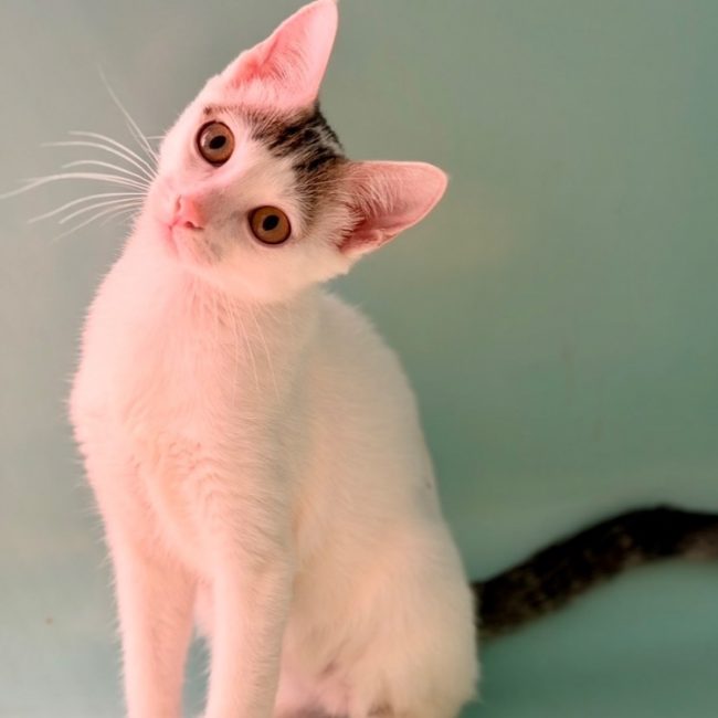 Bafouille - Chat Européen à adopter