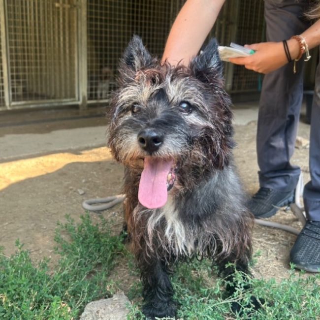 Scoth - Chien Cairn Terrier à adopter