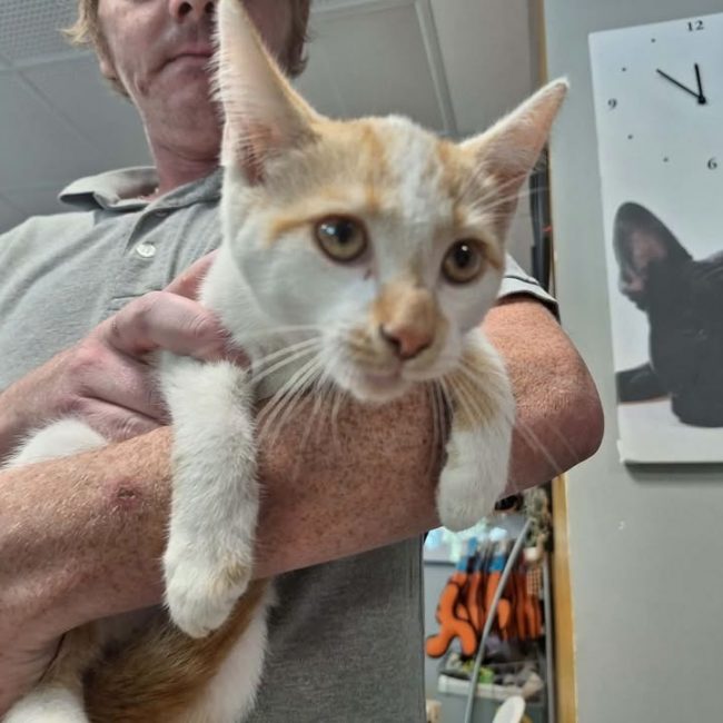 Georges - Chat Européen à adopter