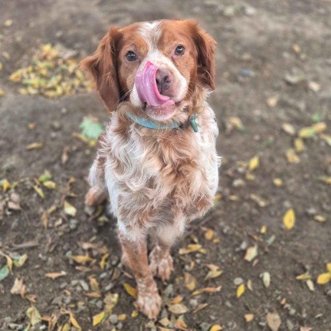 Rio - Chien Epagneul Breton à adopter