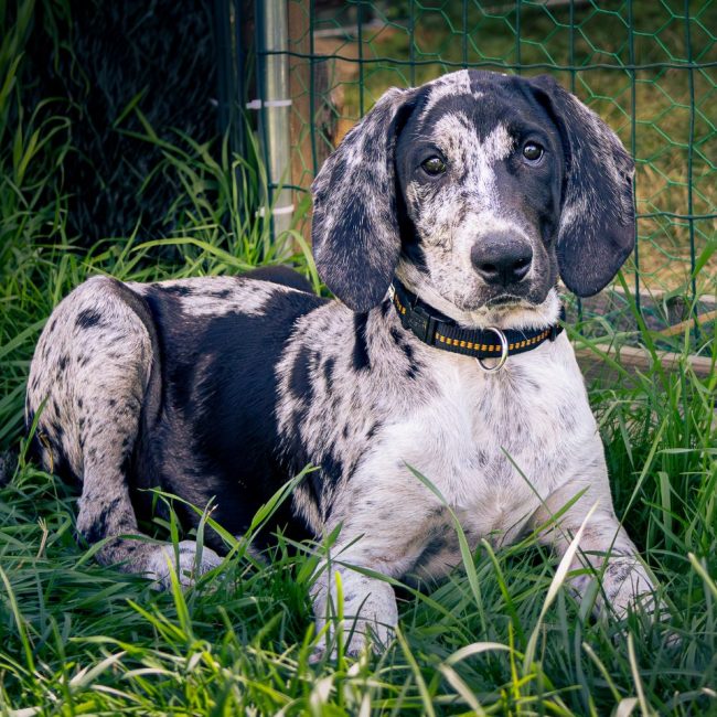 Bluey