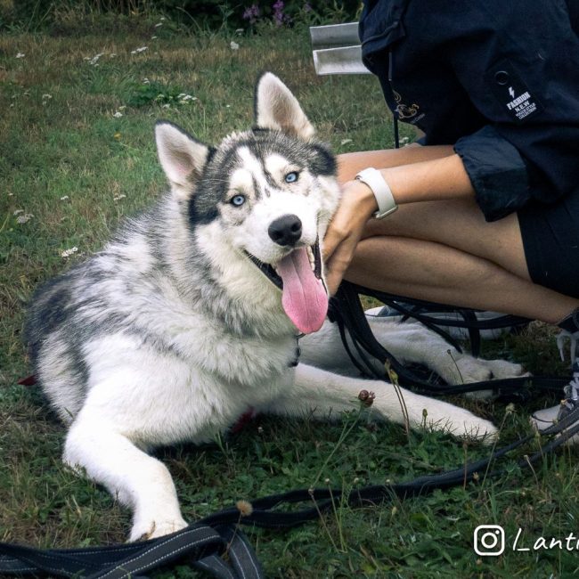 Buzz - Chien Husky Sibérien x Malamute de l'Alaska à adopter