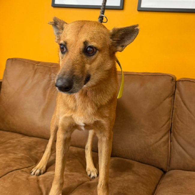 Fara - Chien Berger à adopter