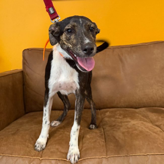 Ani - Chien Berger à adopter