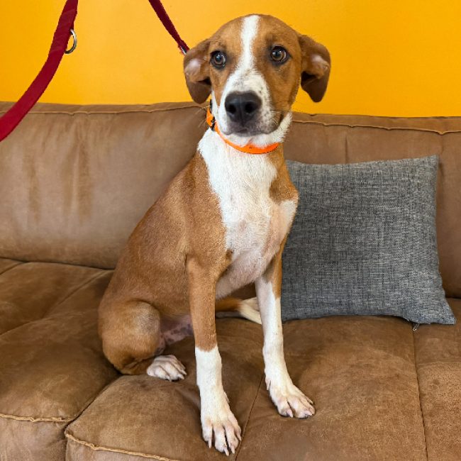 Santos - Chien Berger à adopter