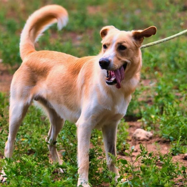 Giulio - Chien à adopter