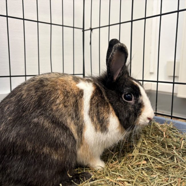 Plumette - Rongeur Lapin à adopter