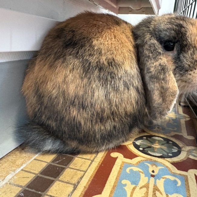 Cookies - Rongeur Lapin à adopter