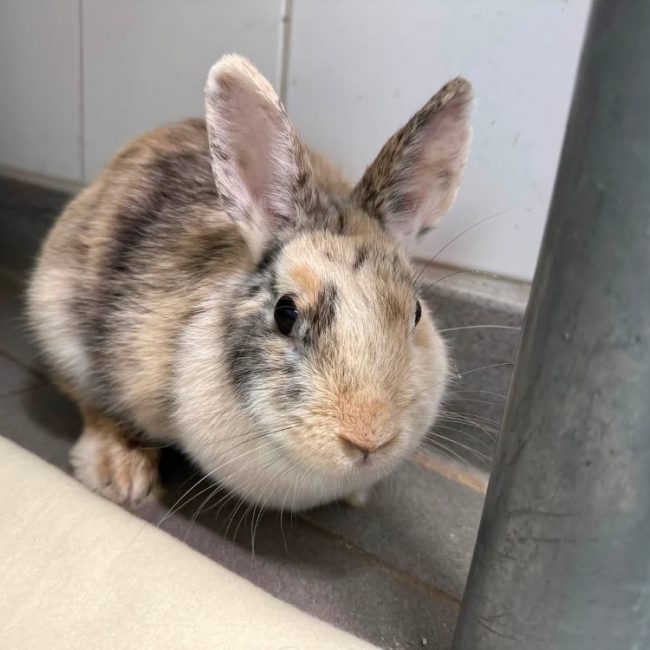 Tulipe - Rongeur Lapin à adopter