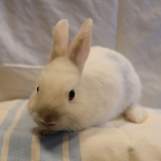 Galaxie - Rongeur Lapin à adopter