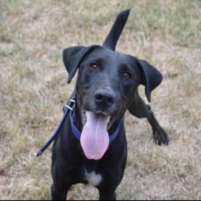 Atchoum - Chien à adopter