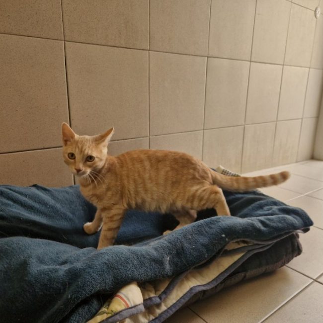 Caramel - Chat Européen à adopter