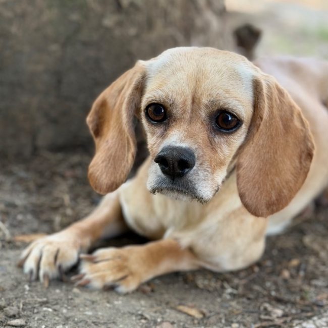 Brise - Chien à adopter