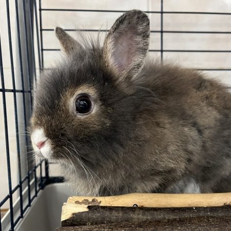 Nono - Rongeur Lapin à adopter
