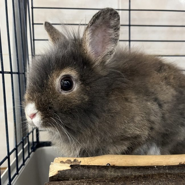 Nono - Rongeur Lapin à adopter