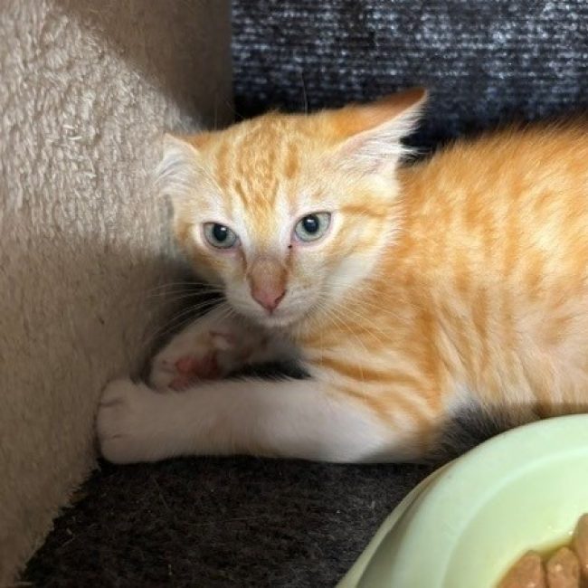 Requin - Chat Européen à adopter